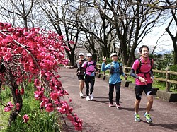 春のお花見ラン