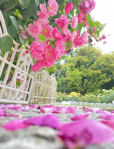 庄内緑地公園の薔薇