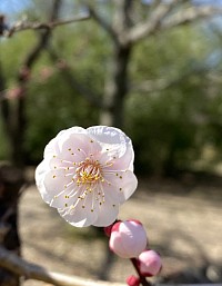 梅の花