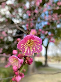 梅の花